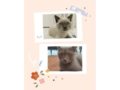 Nevşehir merkez british shorthair kedilerimiz