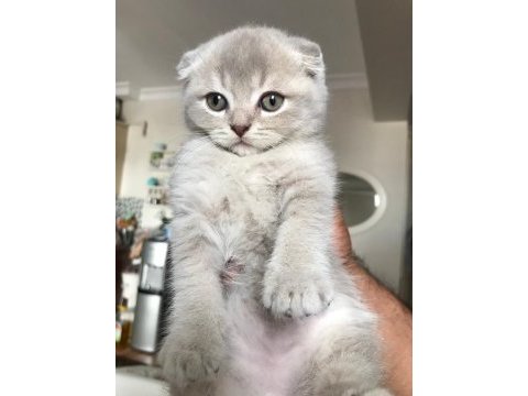 Scottish fold izmir
