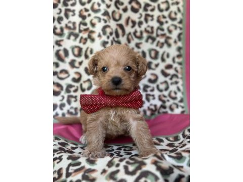 Toy maltipoo bebekler