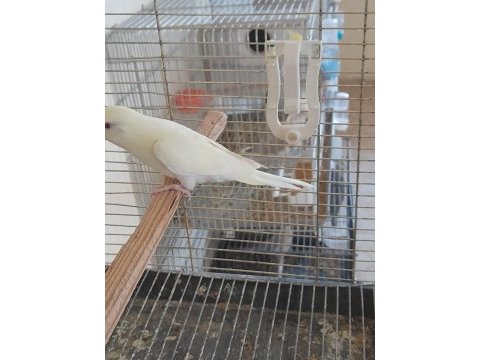 5 aylık kusursuz cremio renk dişi muhabbet kuşu
