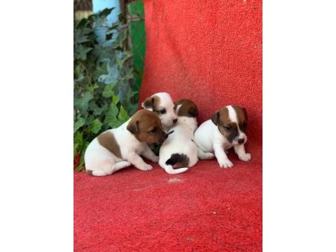 Jack russell yavrularımız hazırdır