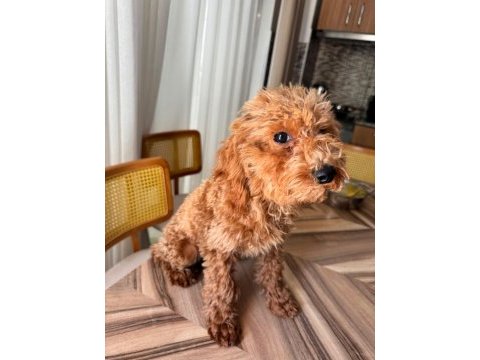 3 aylık erkek toy poodle