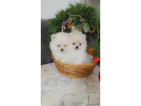 Antalya pomeranian boo köpeğimiz
