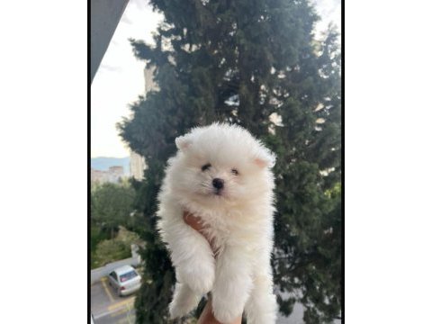 Pomeranian boo yavrularımız