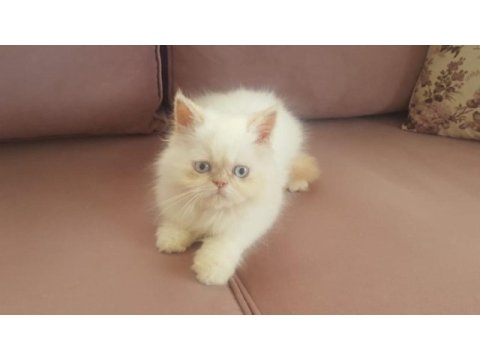 Egzotik kar topu iran kedisi oğlum