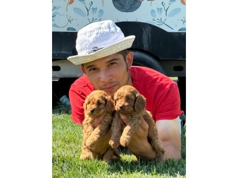 Maltipoo yavrularımız çiftliğimizden