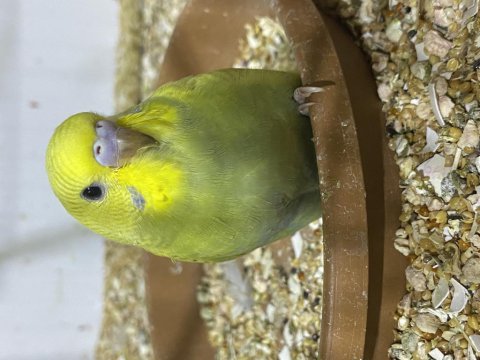 Show çek japones her türlü yavru renk çeşidi vardır kuşlar