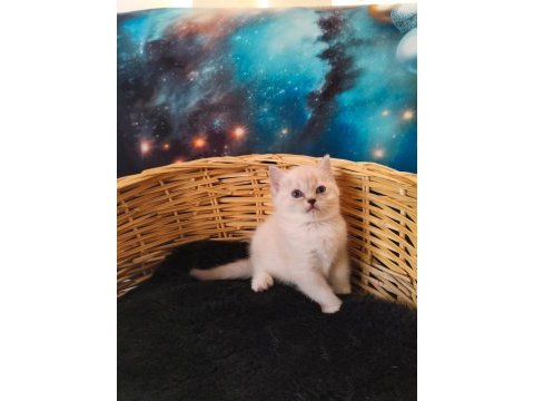 Harika ragdoll pandam