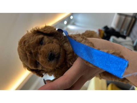 Orjinal tam toy ve tea cup poodle bebekler