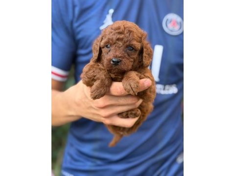 Toy poodle yavru