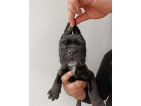 Cane corso yavrularımız ırk garantilidir