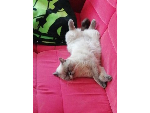 1 yaşında erkek british shorthair kısır değil