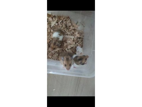 İstanbul suriye ve gonzales hamsterlar