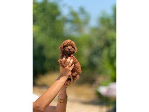 Micro teacup korea poodle