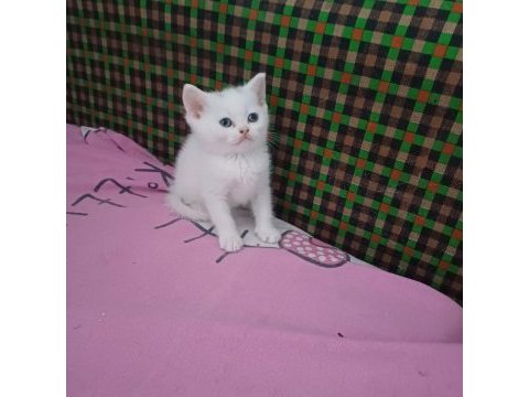 Küçük minnak kediler