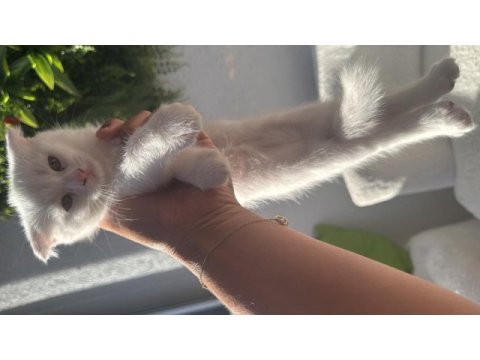 Kahverengi melek kedimiz