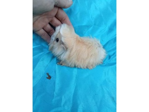 Peruvian ginepig yavrularımızı göremeden karar vermeyin