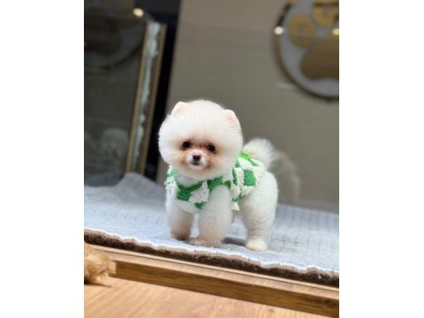 Sağlık ve ırk garantili pomeranian
