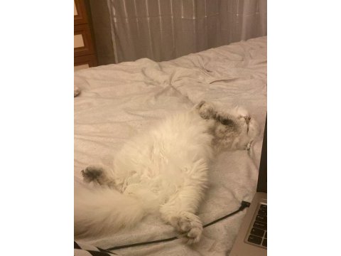 British longhair 8 aylık dişi