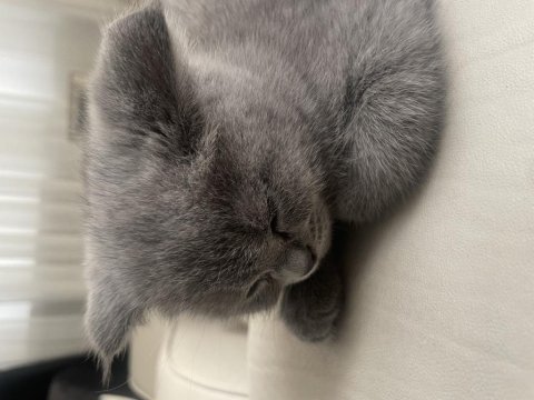2 aylık yavru british shorthair kedimiz satılıktır