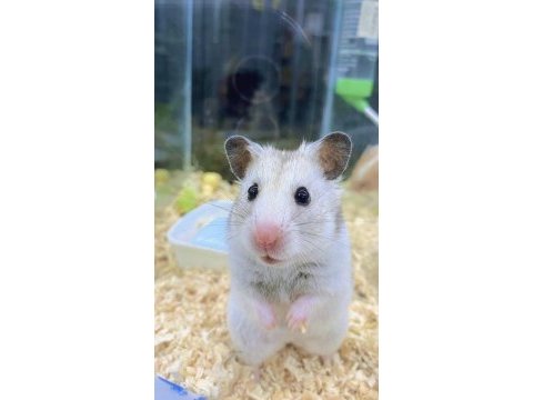 81 ile hamster bizimle görüşmeden karar vermeyin