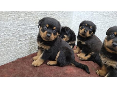 Rottweiler yavrularımız ırk garantilidir