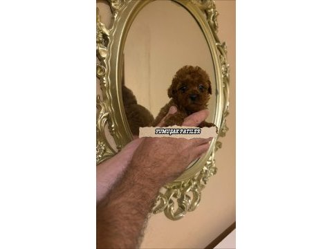 Red brown toy poodle
