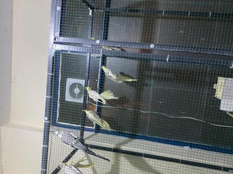 Yeme düşmüştür üretimden sultan yavrular