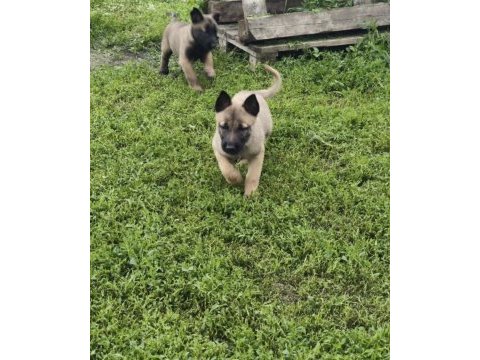 Köpeklerimiz sevgi dolu yuvalarına hazır
