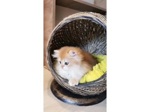 Full şecereli kucak kedisi british longhair