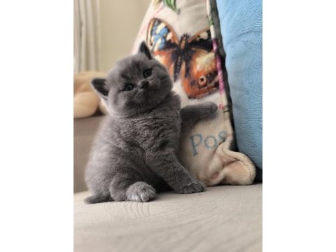 45 günlük british shorthair blue
