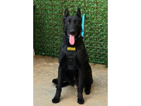Fcı a şecereli malinois yavrular