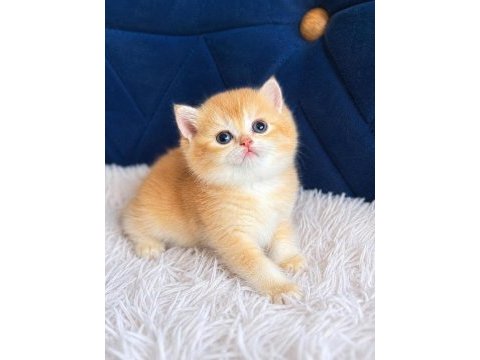 British shorthair ve longhair golden yavrular
