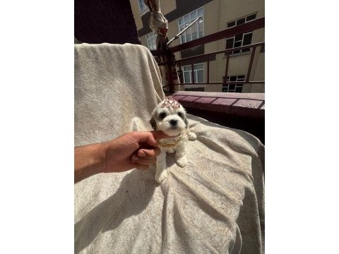 Yüksek kalite maltese yavrularımız