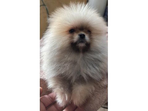 Sağlık ve ırk garantili pomeranian boo yavrularımız