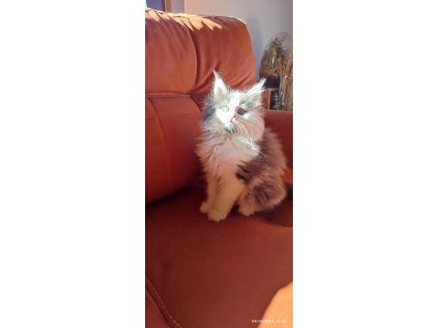 Eşsiz renkler ve dopdolu secereler ile safkan mco yavrular