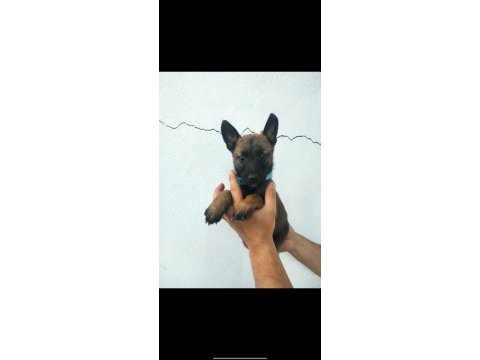 Bela ve karamın malinois yavruları daha iyisi yok