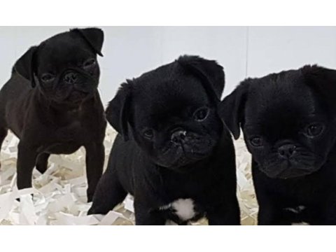 Neşeli enerjik sevimli pug