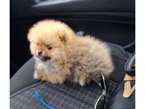 Mukemmel kalite teddy bear pomeranian boo yavrular