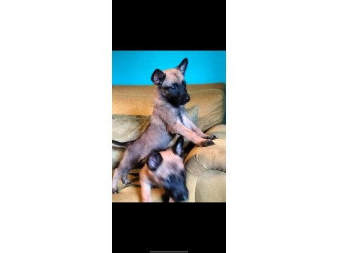 Bela ve karamın malinois yavruları daha iyisi yok