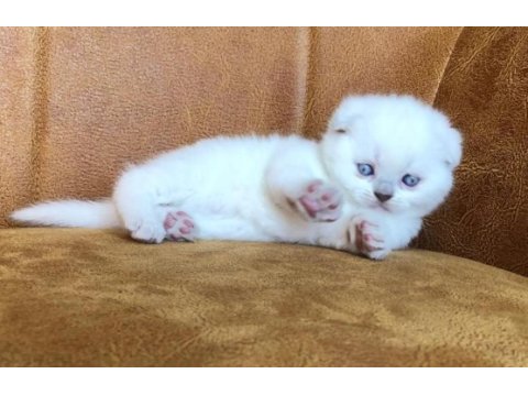 Scottish fold cinsi yavru kediler