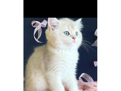 Safkan british shorthair ay12 blue golden
