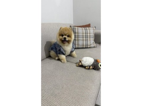 Pomeranian boo – pasaport ve eğitimli satılık