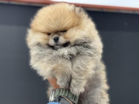Petmode köpek çiftliğinden ziyarete açık pomeranian