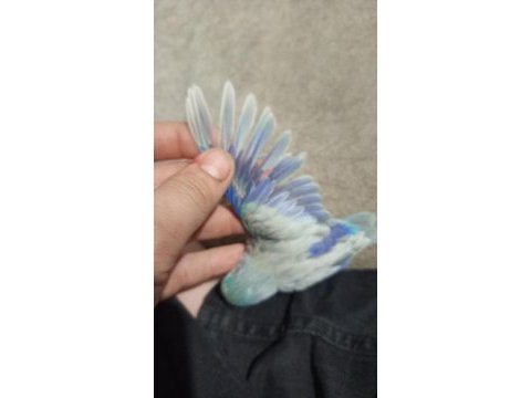 Yavru forpus papağanları