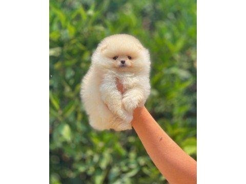 A kalite pomeranian yavruları