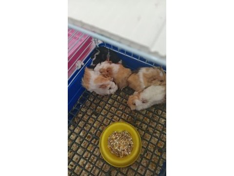 Yavru ve yetişkin guinea pig