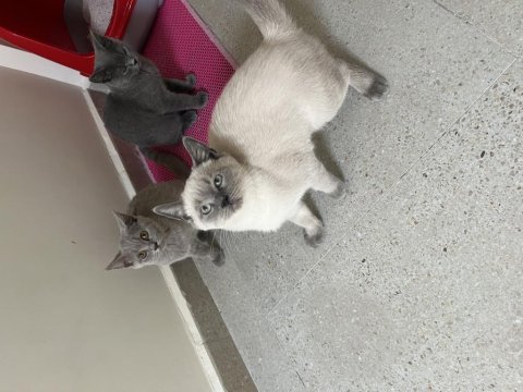 Safkan british shorthair bebekler