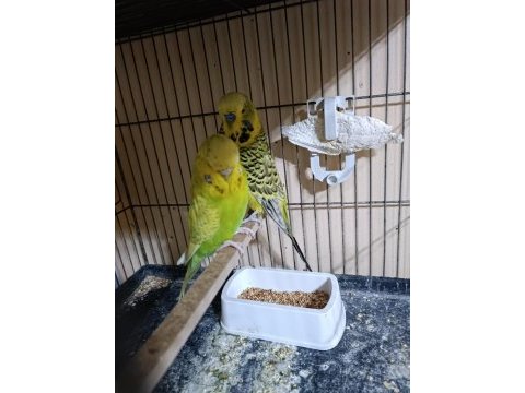 Jumbo hazır takım muhabbet kuşu