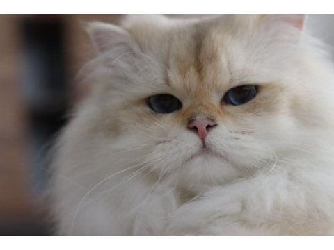 British longhair erkek 3.5 yaşında ny1133